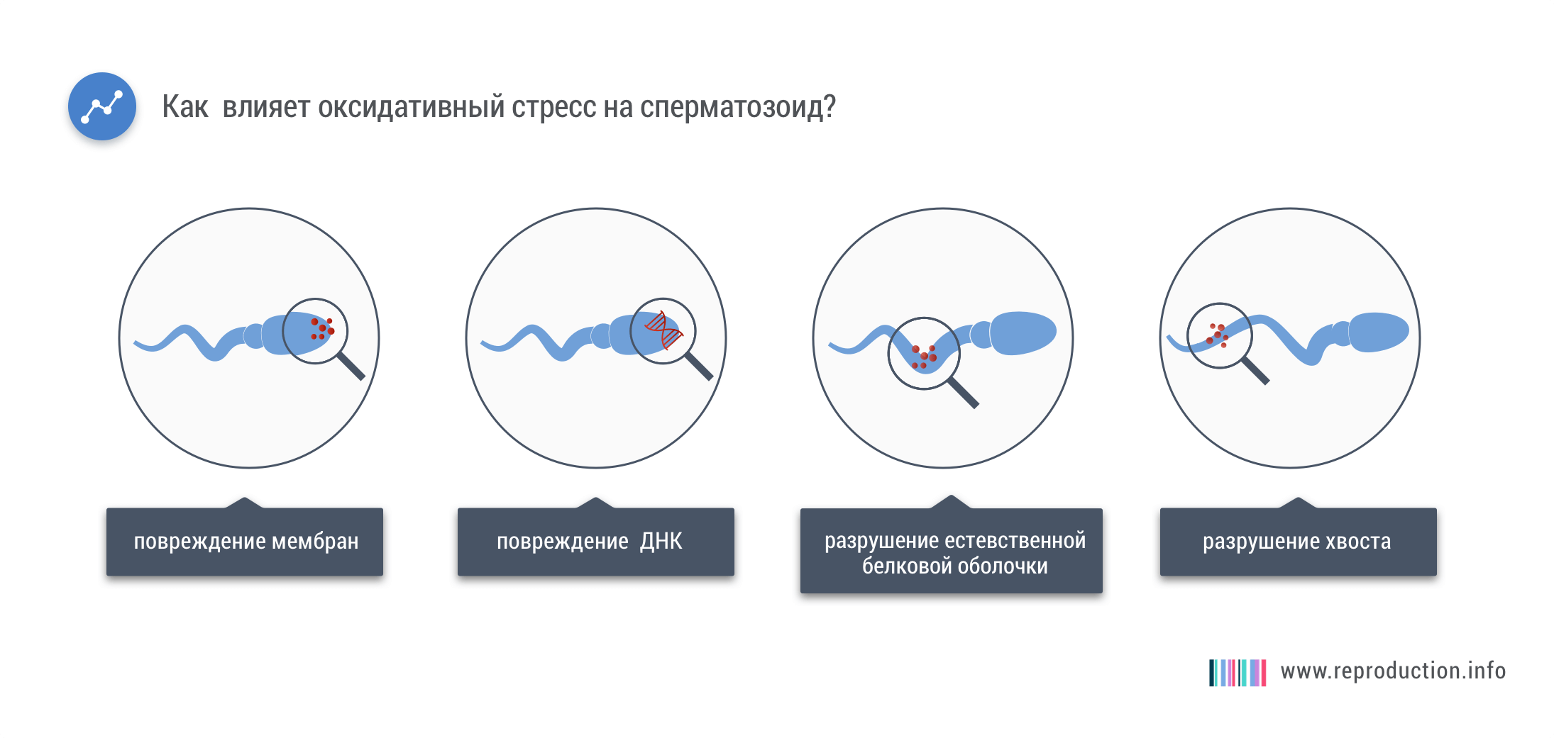  Окислительный стресс в сперме приводит к различным повреждениям сперматозоидов свободными радикалами.