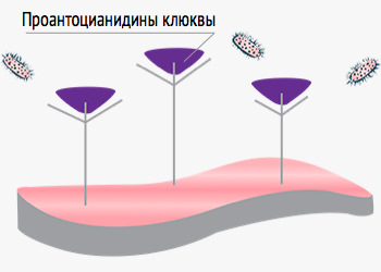 Цистениум