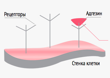 эпителия