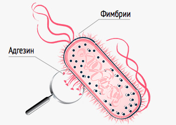 адгезин